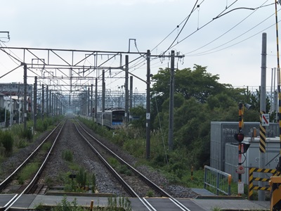 aobadori.jpg(68662 byte)